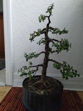 Specimen dwarf jade for sale  Boynton Beach