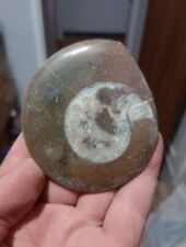 Polished goniatite ammonite for sale  NORTHWICH