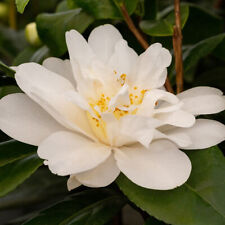 Camellia silver anniversary for sale  YORK