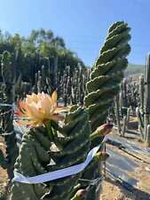  Tornado Suculento Cacto Planta Espiral Cereus Repandus Mill Cactaceae comprar usado  Enviando para Brazil