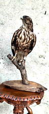 Trofeo caccia falco usato  Orsago