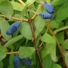 Honeyberry bush lonicera for sale  PETERBOROUGH