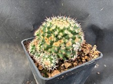 Mammillaria eichlamii vivaio usato  Massafra