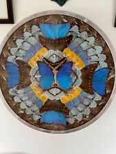 Vintage butterfly wings for sale  FRASERBURGH