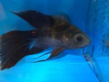 Longfin red tiger for sale  USA