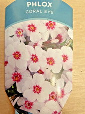 9cm phlox subulata for sale  PRESTON