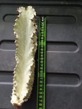Euphorbia lactea white for sale  WESTBURY