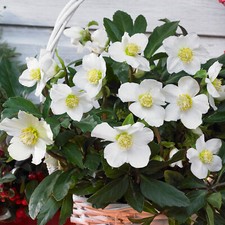 Helleborus niger christmas for sale  UK