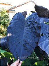 Colocasia diamond head d'occasion  Arzacq-Arraziguet