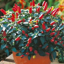 Mini chilli plants for sale  LONDON