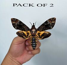 Death head moth for sale  Houston