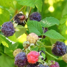 Rubus idaeus glen d'occasion  Pouzauges