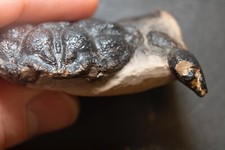 Fossile krabbe xanthalites gebraucht kaufen  Stuttgart