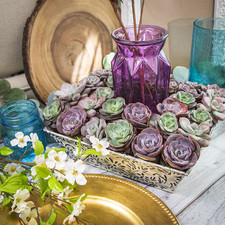 Live succulent plants for sale  Denver