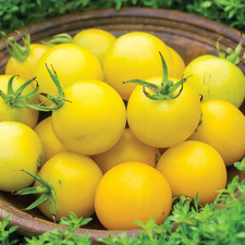Honey delight tomato for sale  Denver
