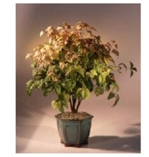 Flowering heavenly bamboo for sale  Patchogue