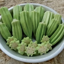 Heirloom star david for sale  Spring Branch