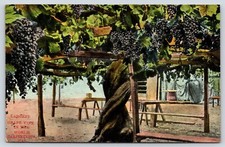 California largest grape for sale  New Baltimore