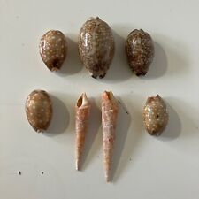 Joblot turittella cowrie for sale  BARNSLEY