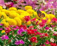 Semi fiori riccioli usato  Italia