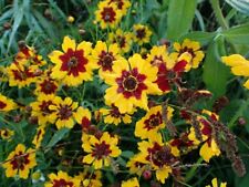 Plains coreopsis seeds for sale  Pitman