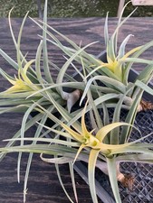 Tillandsia capitata yellow for sale  Paducah