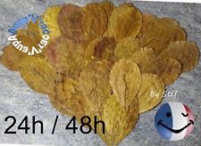 Feuilles catappa feuille d'occasion  Amiens-