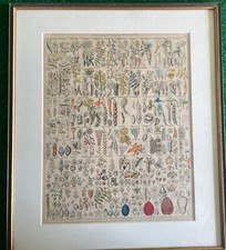 Colorierter lithographie pflau gebraucht kaufen  Pegnitz