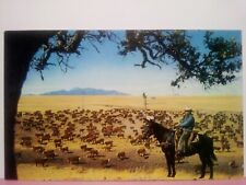 White faced herefords for sale  Buchanan Dam