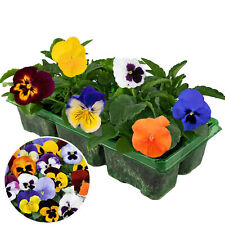 Pansy mix pack for sale  UK