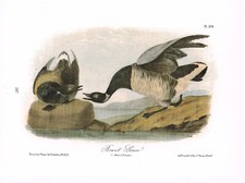 Brant goose vintage for sale Brant goose vintage for sale  DEREHAM