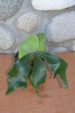 Rare platycerium hillii for sale  Roseburg