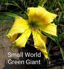 Hemerocallis small green gebraucht kaufen  Burgdorf
