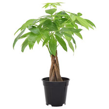 Money tree plant for sale  Los Angeles