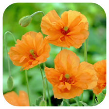 Papaver rupifragum tangerine for sale  LINCOLN