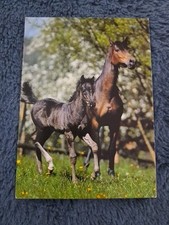 Pferde postkarte 80er gebraucht kaufen  Hamburg