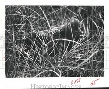 1982 Press Photo Rare Black Rail At Anahauc National Wildlife Refuge, Texas comprar usado  Enviando para Brazil