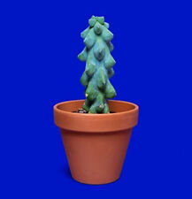 Rare myrtillocactus geometriza d'occasion  Expédié en Belgium