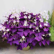 Oxalis triangular purple for sale  NORTHAMPTON