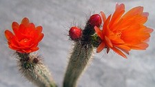 Corryocactus erectus cm gebraucht kaufen  Nürnberg