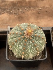 Astrophytum asterias shinshowa usato  Santeramo in Colle