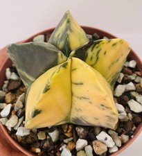 Parfait gros cactus d'occasion  Aire-sur-l'Adour