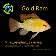 Beautiful gold ram d'occasion  Expédié en Belgium