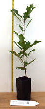 Scarlet oak inch for sale  Albany