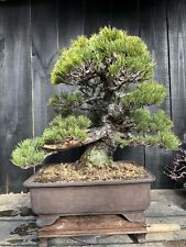 Japanese white pine for sale  Wallkill