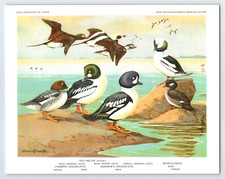 1960 birds portraits for sale  Scottsboro