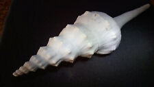 Very nice shell gebraucht kaufen  Deutschland