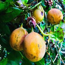 Sweet granadilla yellow for sale  Lincolnton