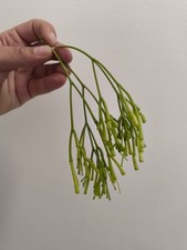 Rhipsalis bacifera fresh for sale  WALTON-ON-THAMES