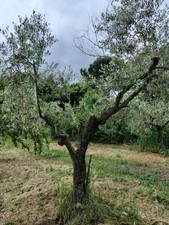 Albero ulivo anni usato  Palestrina